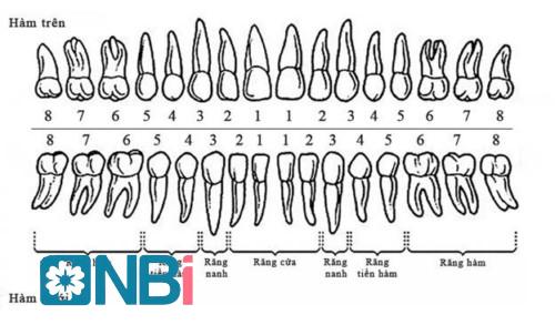 Điều gì tác động tới khả năng nhai của răng?